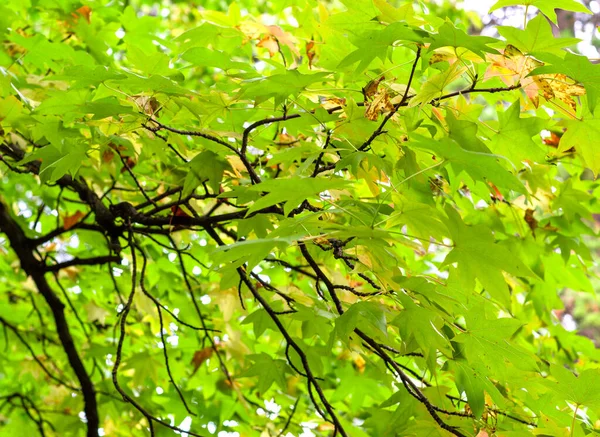 Bright light green maple foliage close-up. Yellow leaf