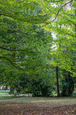 Parkta yaprakları dökülen yeşil çimenler. Yeşil ağaçlar. Düşen yapraklar. Gözlerden uzak bir yer. Dikey çerçeve