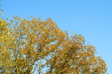 Altın yapraklı taç kaplama. Mavi gökyüzü. Sonbahar ağacı. Boşluğu kopyala.