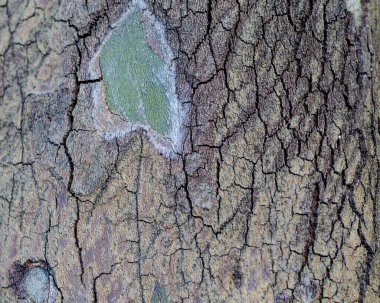 Kahverengi ağaç kabuğu yakın plan. Yeşil noktalar. Şablon. Çatlak deseni