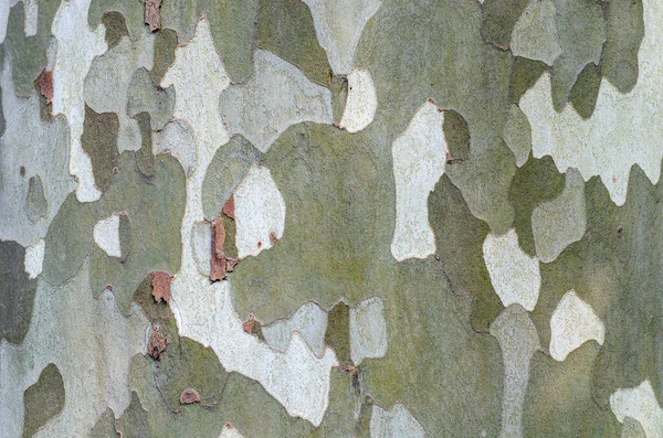 Gros Plan Sur Écorce Des Platanes Vertes Brunes Kaki Couleur — Photo