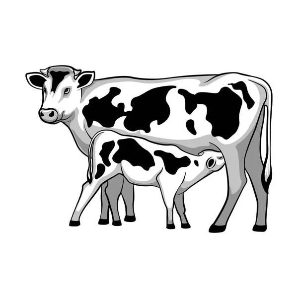 Vache Nourrit Veau Illustration Vectorielle — Image vectorielle