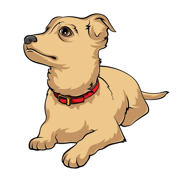 Cachorrinho Vermelho Mente Olha Para Cima Stock Vector Ilustração Sobre —  Vetores de Stock