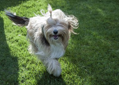 Küçük köpek çayırda koşuyor.