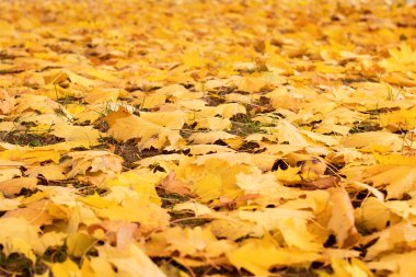 Ağaçlardan düşen sarı sonbahar yaprakları yere düşer.