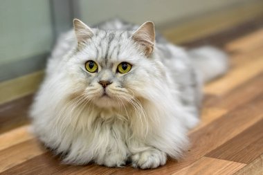 Safkan tembel, beyaz İskoç, İngiliz cins kedi.