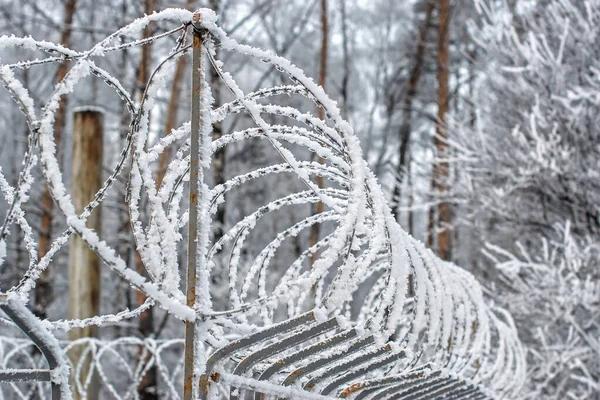 Maximale veiligheid kolonie is omheind met prikkeldraad voor criminelen met levenslange gevangenisstraf in de barre omstandigheden van het winterwoud en vorst — Stockfoto