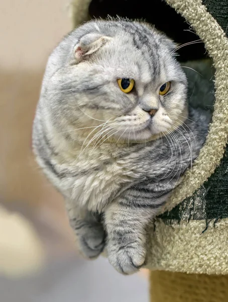 게으름에 찌든 회색 - 파란색 스카치 영국 산 고양이 — 스톡 사진