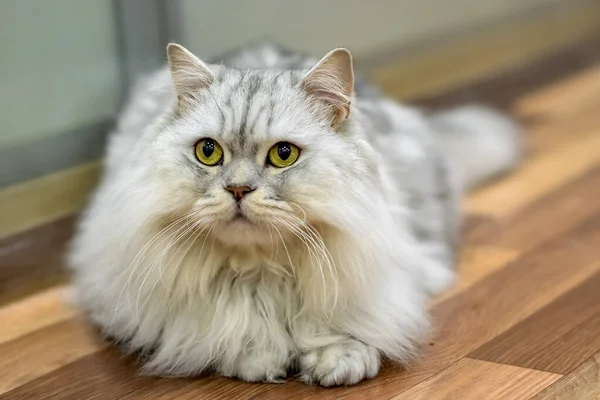 Fullblod lat tjock vit skotsk brittisk ras katt — Stockfoto