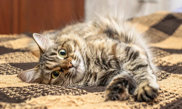 Gri renkli soylu kedi yan taraftaki mavi bir battaniyenin üzerinde yatıyor.