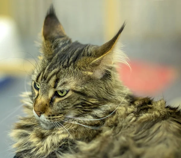 Plnokrevník šedá kočka Maicon s střapci na uších — Stock fotografie