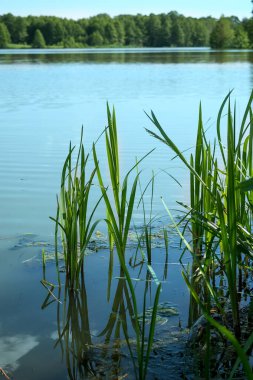Bulutlu mavi su, Rusya ve Kanada 'nın yaprak döken ormanlarının arka planına karşı bir gölde yansıyor.