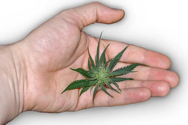 Fogliame di cannabis marijuana per l'uso di sostanze stupefacenti a portata di mano — Foto Stock