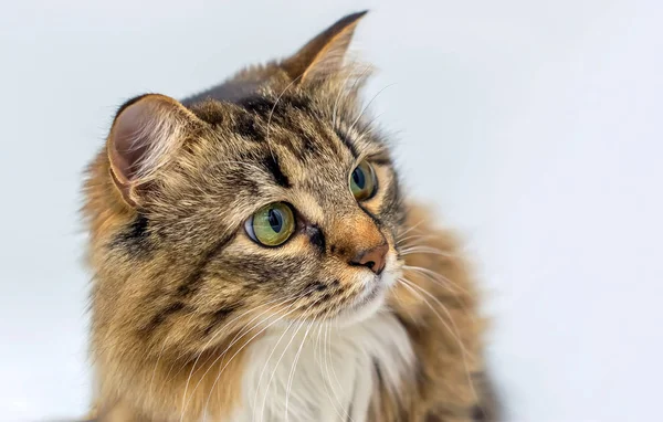 Vacker fluffig sibirisk katt, Maine Coon på en vit bakgrund — Stockfoto