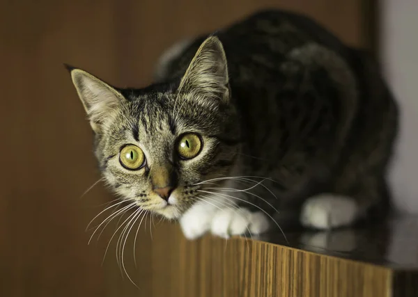 Katt i rummet på nattduksbordet — Stockfoto