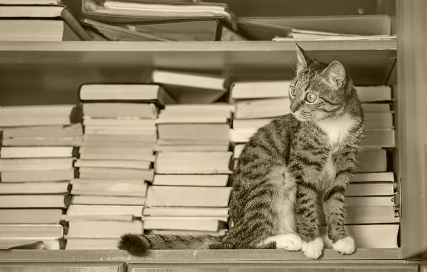고양이는 책 이 있는 선반에 앉아 있다 — 스톡 사진