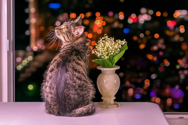 Piękny kotek w pobliżu wazonu z kwiatami lilii na tle miasta w nocy i bokeh — Zdjęcie stockowe