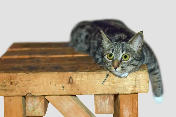 Zvířecí kočka s obrovskýma velkýma očima ležící na židli — Stock fotografie
