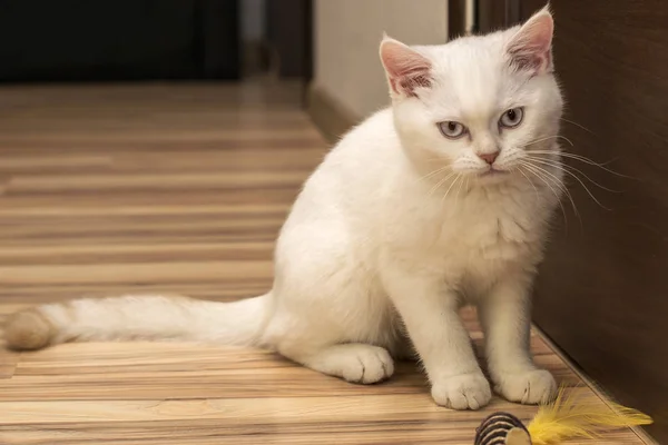Kočka vzácné plemeno, bílá s světle modrýma očima Skotský Brit — Stock fotografie