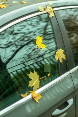 park halindeki bir arabanın camında sarı sonbahar yaprakları