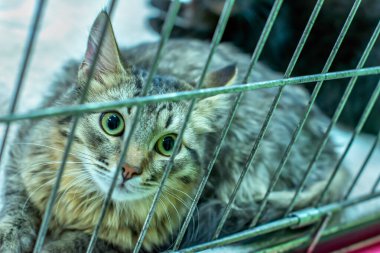 Güzel kedi, kederli bir bakışla bir kafese kapatıldı.