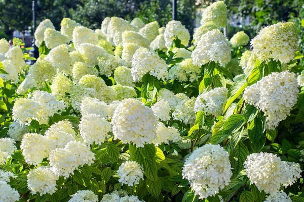 Bahçedeki çalıların üzerinde beyaz çiçekler açan bahar çiçekleri.