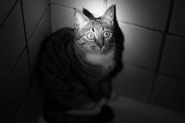 Scared Cat Hiding Dark Room Cat Found Shine Flashlight Face — Stock Photo, Image