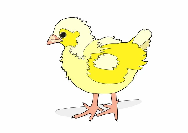 Векторный жёлтый цыпленок — стоковый вектор