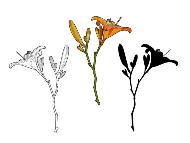 Vektör sarı zambak