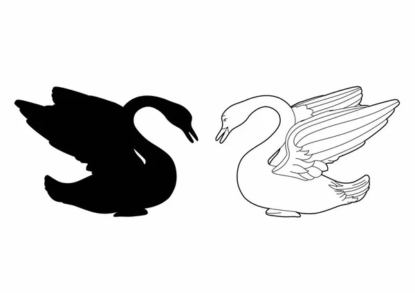 Sombra de um cisne — Vetor de Stock