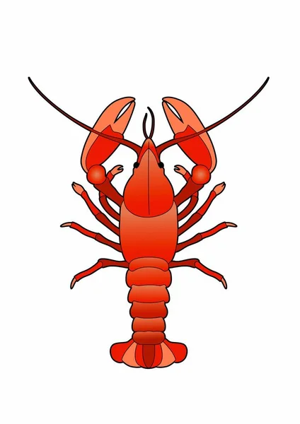 Vecteur d'un homard cuit — Image vectorielle