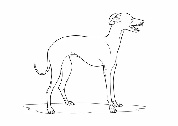 Vector Ilustración Lindo Perro — Archivo Imágenes Vectoriales