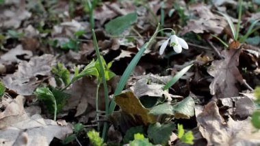 Ormanda kar damlası