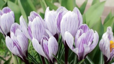 Bahçede tomurcuk açar..