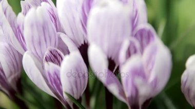 Çiğdem çiçek. Makro çekim.