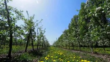 elma ağaçlarının çiçek açması