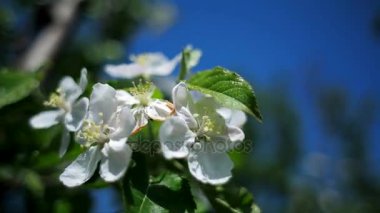 Beyaz çiçek açması elma.