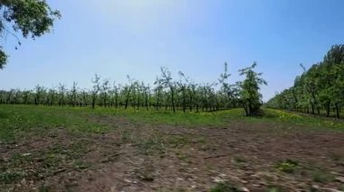 ilkbaharda çiçek açan meyve bahçesi