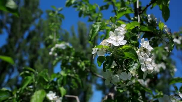 Florece en el manzano — Vídeos de Stock