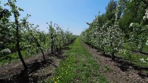 Bloeiende appelboomgaard — Stockvideo