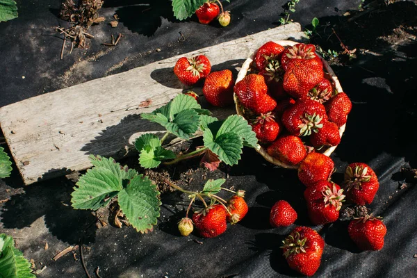 Stort rødt jordbær – stockfoto