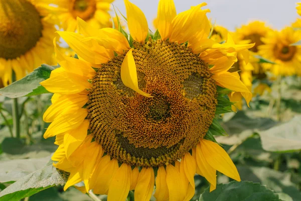 Sunflower with a smile. Emotions on sunflower. A smile of sunflower. — kuvapankkivalokuva