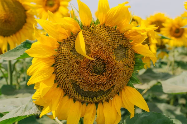 Solsikke med et smil. Følelser på solsikke. Et smil av solsikke . – stockfoto