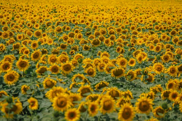ดอกทานตะวันสีเหลืองขนาดใหญ่ — ภาพถ่ายสต็อก