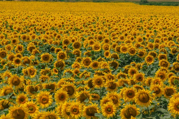 Suuri keltainen auringonkukka — kuvapankkivalokuva