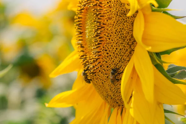 Bie på solsikke. Solsikkeblomst på nært hold, naturlig bakgrunn . – stockfoto