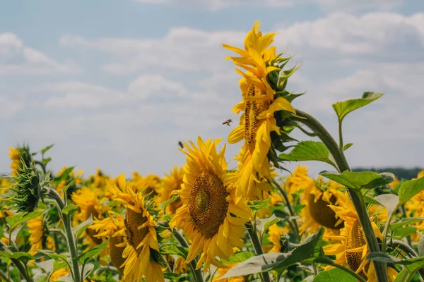 Solsikke med bie på blå himmel – stockfoto