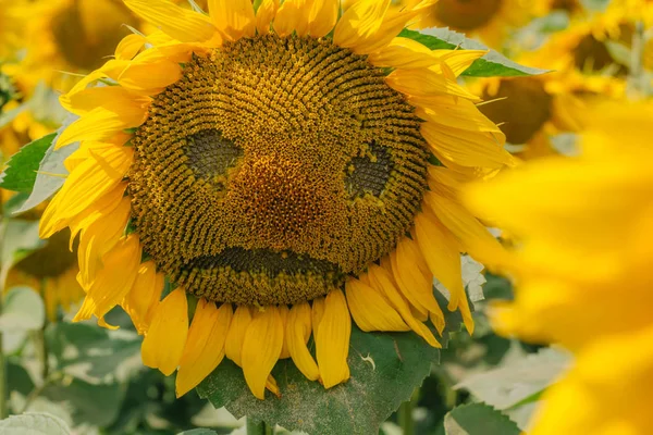 Surullinen auringonkukka. Pellolla auringonkukkien . — kuvapankkivalokuva