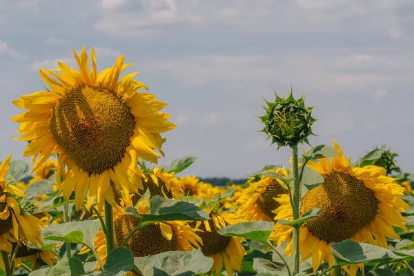 Solsikke mot den blå himmelen – stockfoto