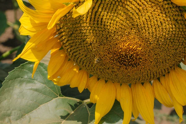Suuri keltainen auringonkukka — kuvapankkivalokuva
